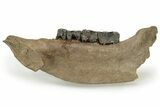 Fossil Woolly Rhino (Coelodonta) Mandible - Siberia #235431-1